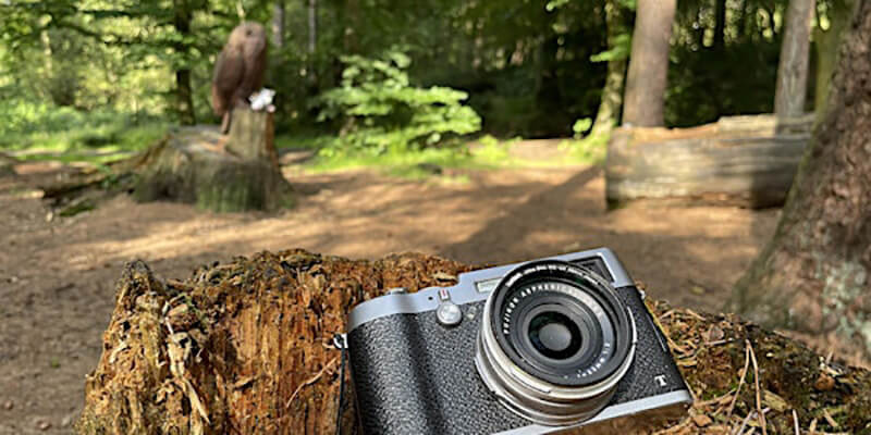 camera sitting on tree stump