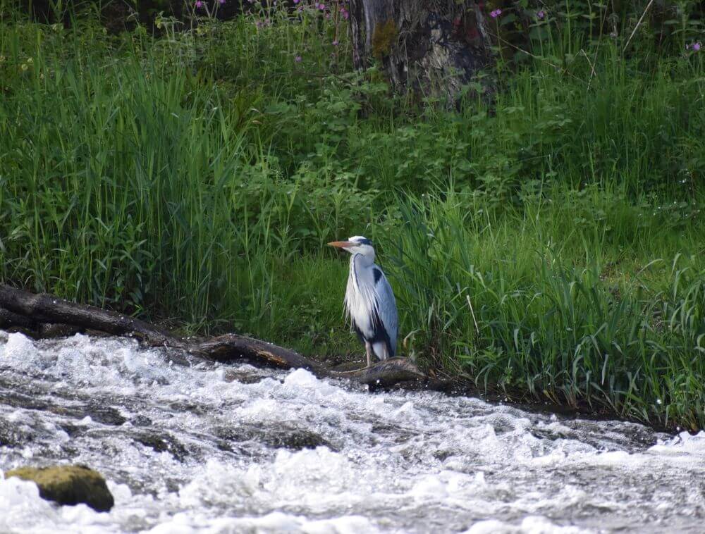 Grey heron standing at the edge of the River Leven near Kirkland Dam, surrounded by tall riverside vegetation and fast-flowing water