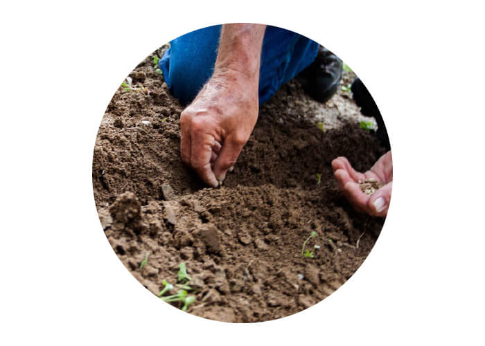 planting seeds
